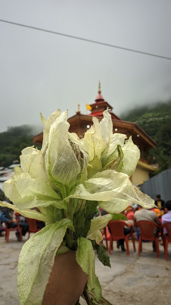 Brahma Kamal