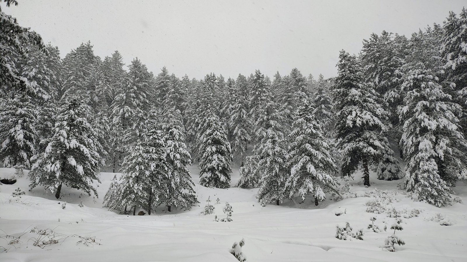 Harsil Valley Uttarkashi
