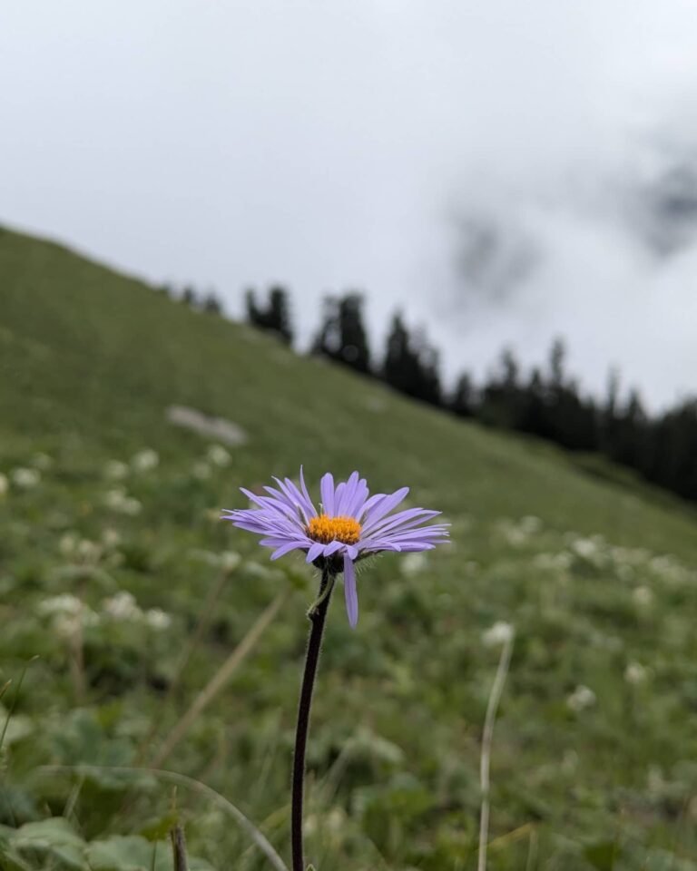 Jhinda Bugyal meadow view Uttarkashi trek