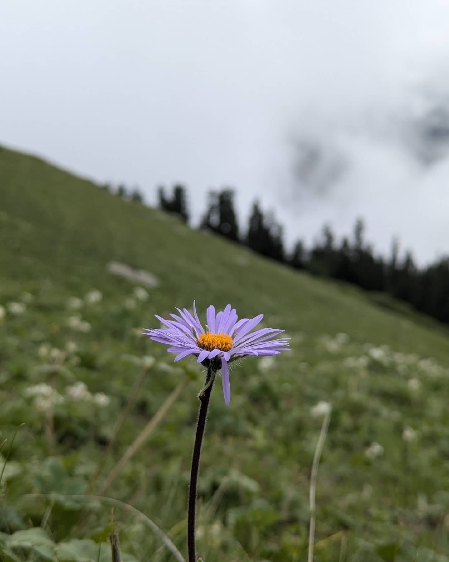 Jhinda Bugyal meadow view Uttarkashi trek