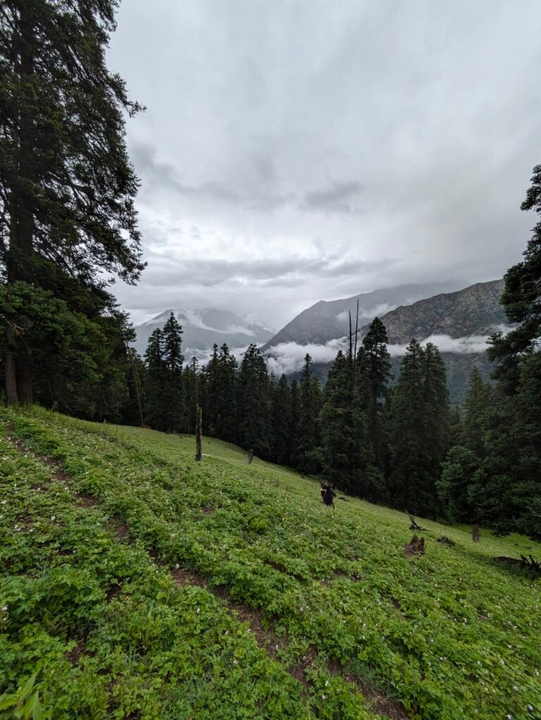 Jhinda Bugyal meadow view Uttarkashi trek