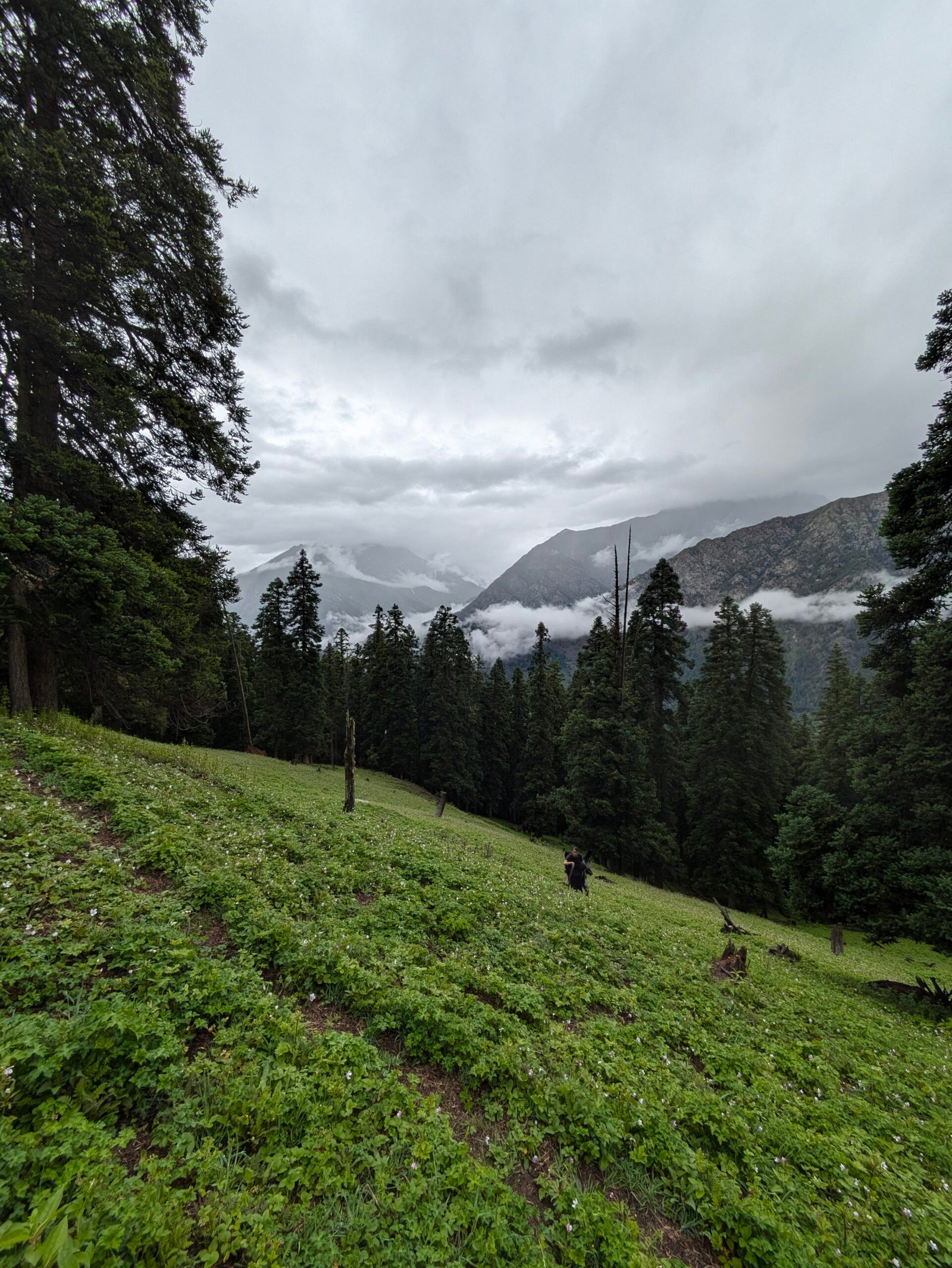 Jhinda Bugyal meadow view Uttarkashi trek