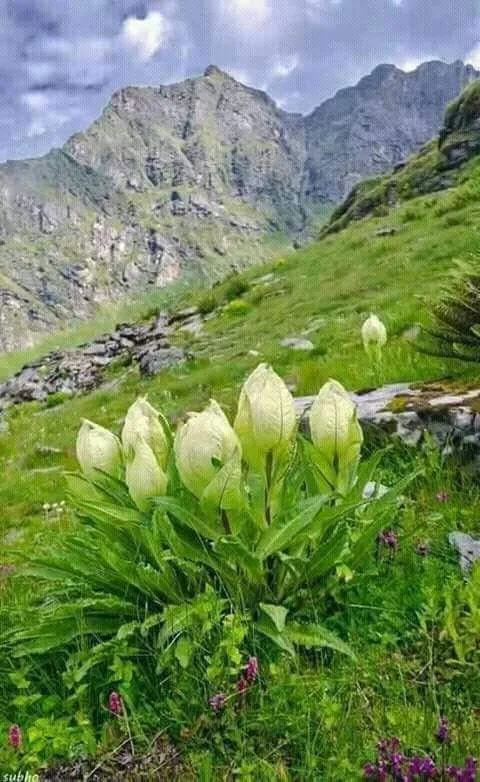 Bhangeli Uttarkashi: